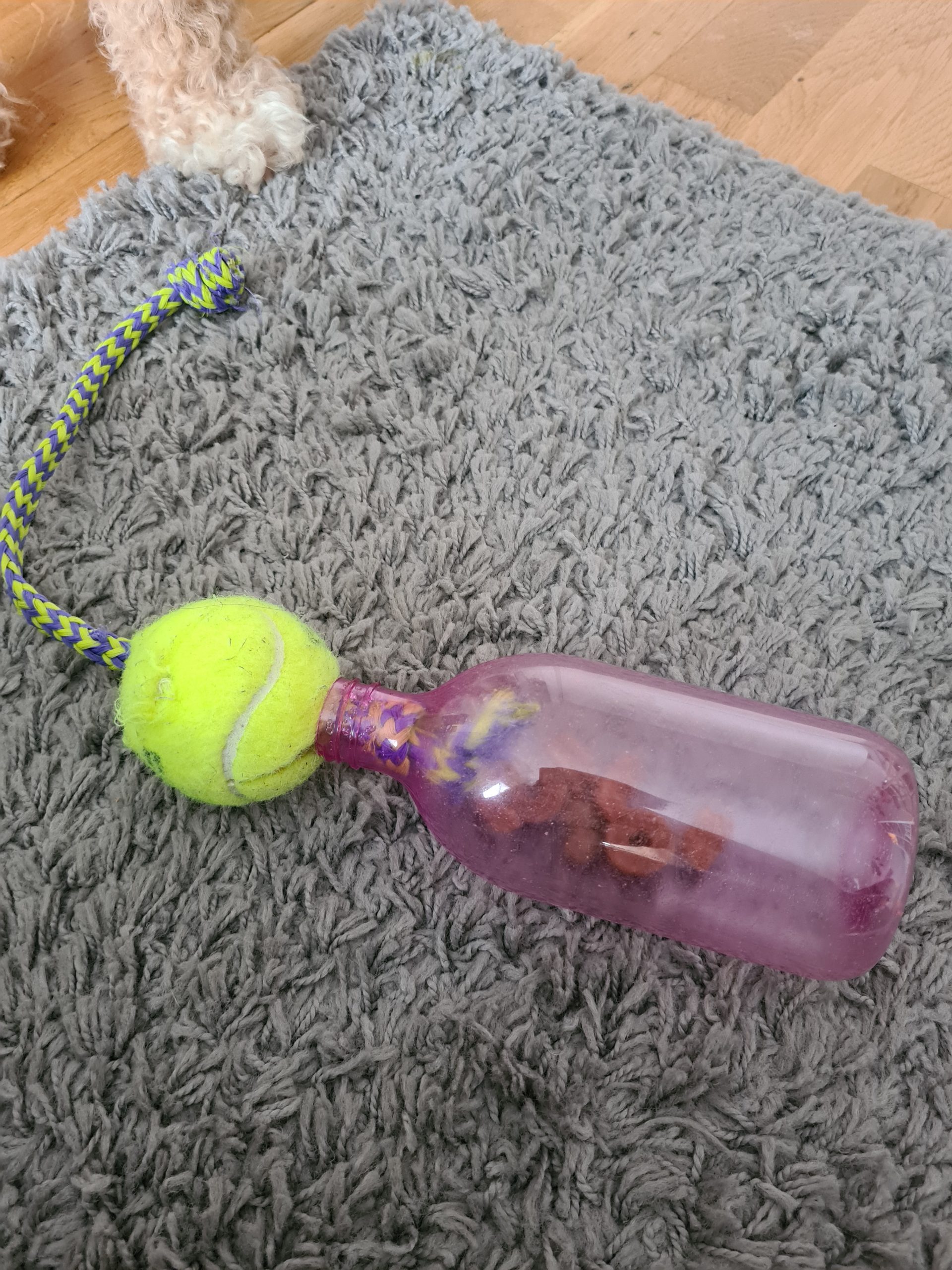 Aktivera din hund inomhus med egen hundleksak. Skapa enkelt med pet-flaska, rep och tennisboll.