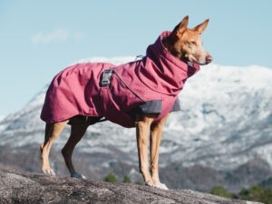 bästa hundtäcke
