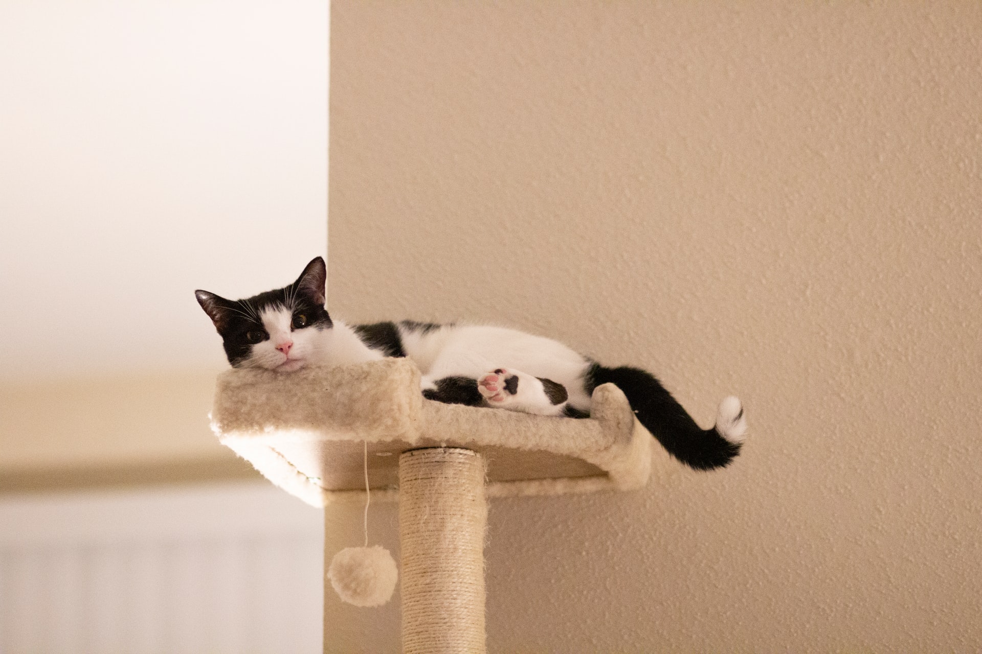 klätterträd katt