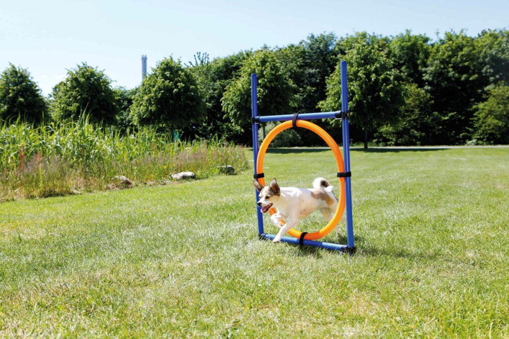 Agilityring, roligt agilityhinder för din hund!