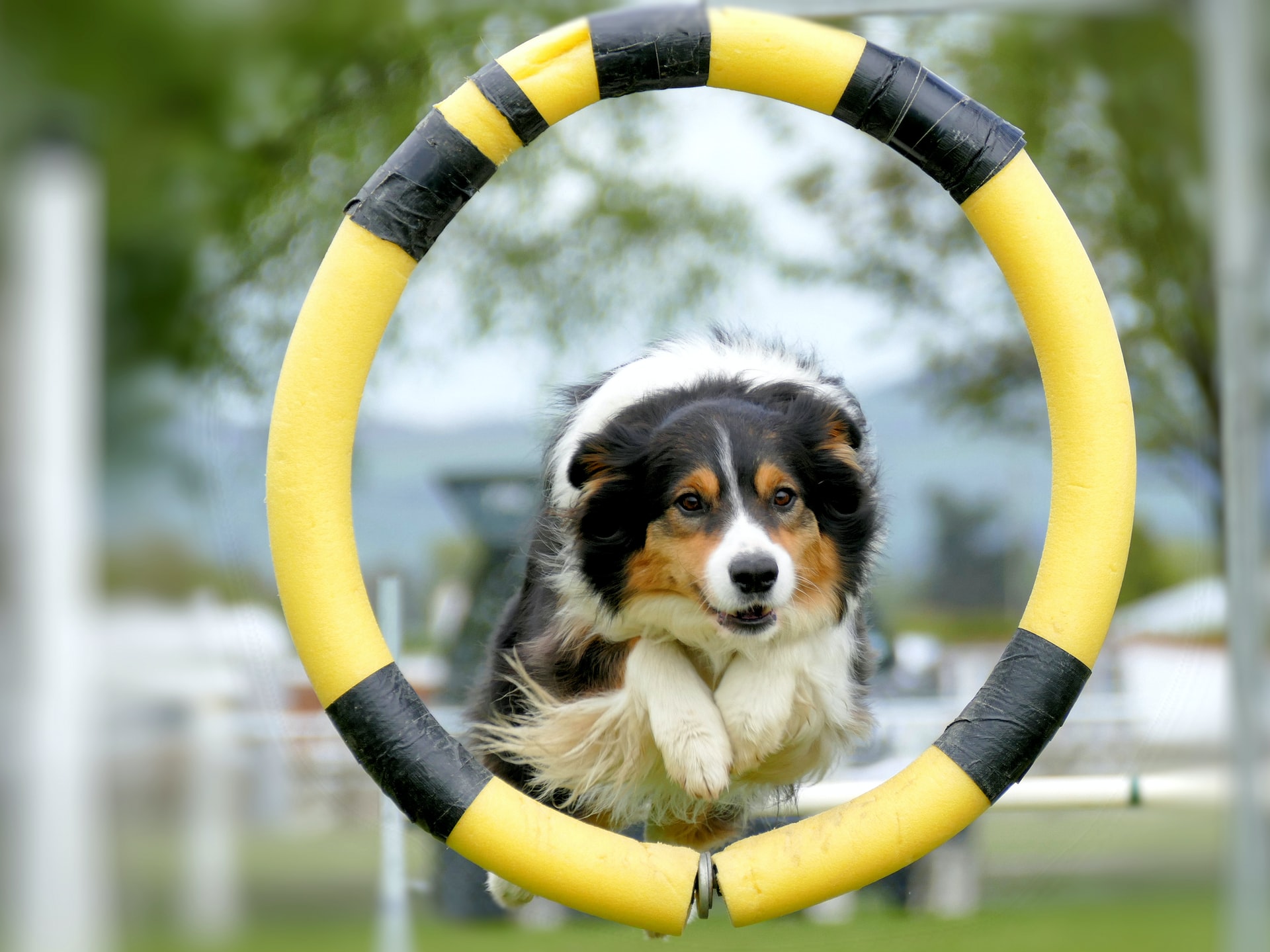 agilityhinder för hund