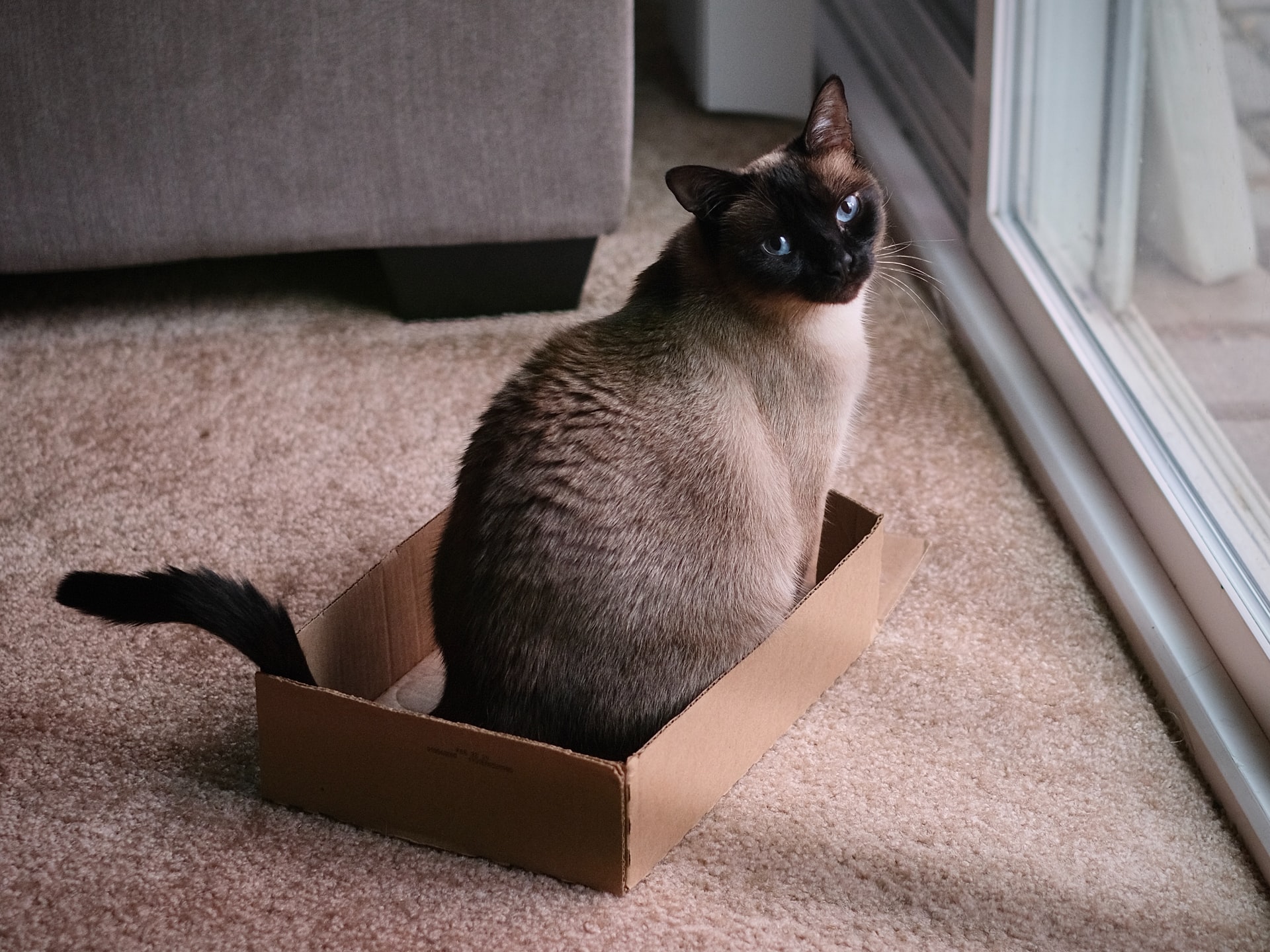 kattsand bäst i test