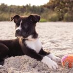short-coated black and white puppy playing on gray sands