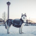 Amundsen Pro Dog Backpack Klövjeväska